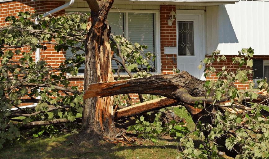 Hazardous Tree Removal
